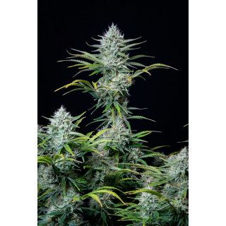 White Widow Auto - FastBuds - Graines de Collection