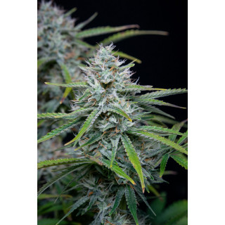 White Widow - Autofloraison - FastBuds White Widow - Autofloraison - FastBuds