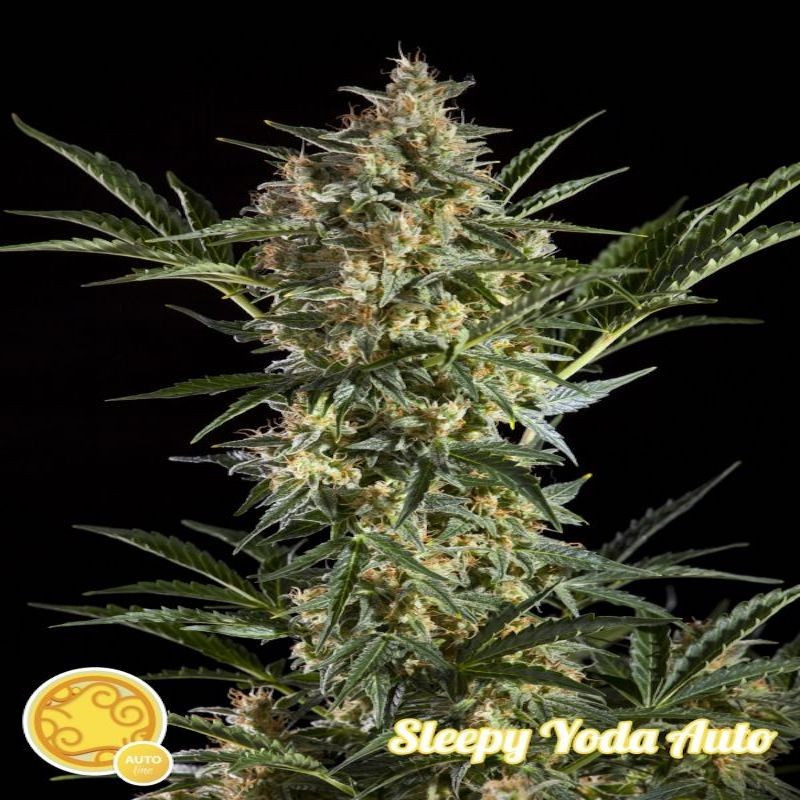 Sleepy yoda auto philosopher seeds