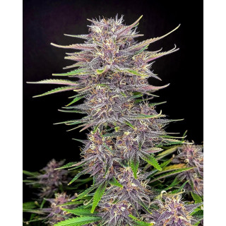 Purple Punch Auto - FastBuds - Graines de Collection