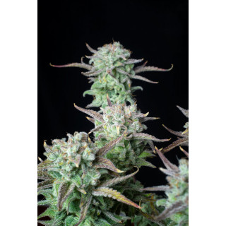 Strawberry Banana Auto - FastBuds - Graines de Collection