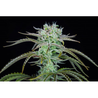 Strawberry Banana Auto - FastBuds - Graines de Collection