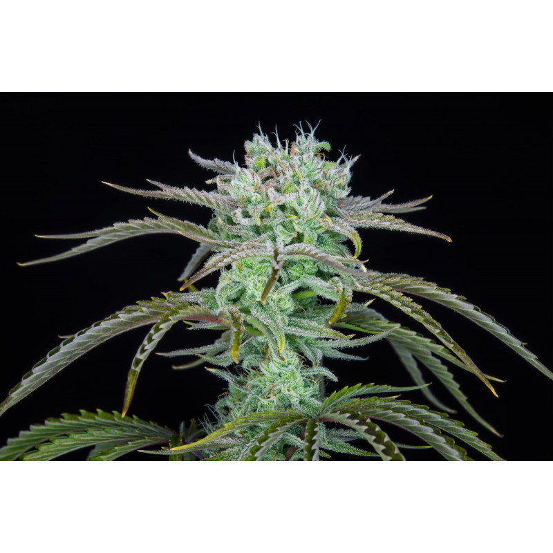 Strawberry Banana Auto - FastBuds - Graines de Collection Strawberry Banana Auto - FastBuds - Graines de Collection