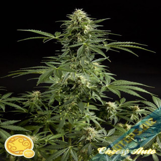 Cheesy auto philosopher seeds Graines de Collection