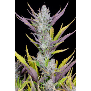 Wedding Glue Auto - FastBuds - Graines de Collection