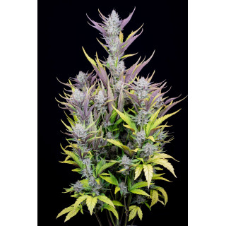 Wedding Glue Auto - FastBuds - Graines de Collection