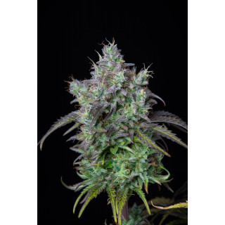 Big Bud Auto - FastBuds - Graines de Collection