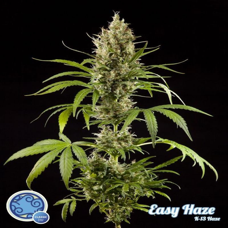 K13 haze easy philosopher seeds K13 haze easy philosopher seeds