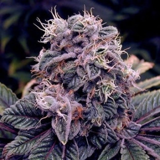 Wedding Berry Vrac - Fleurs de CBD
