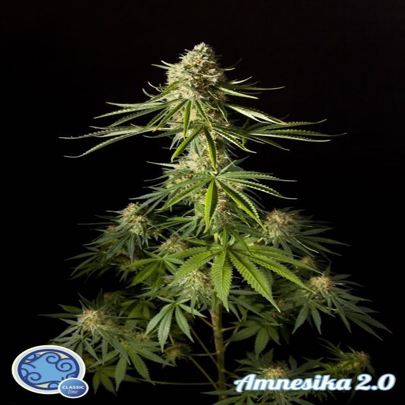 Amnesika 2.0 philosopher seeds Amnesika 2.0 philosopher seeds