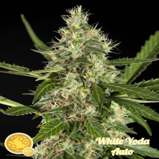 White yoda auto philosopher seeds Graines de Collection