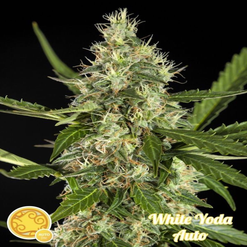 White yoda auto philosopher seeds