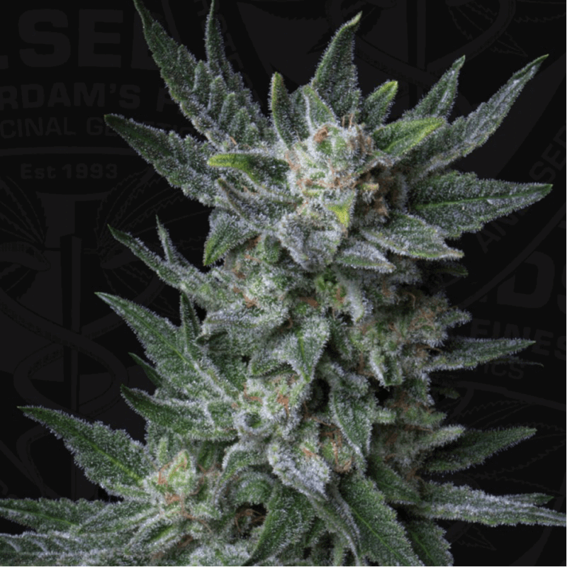 Bubblegum - Auto - T H Seeds - Graines de Collection