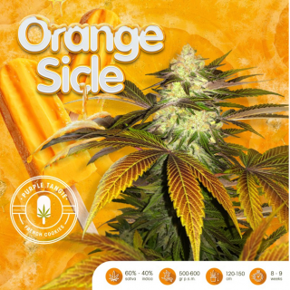 Orange Sicle - Féminisée - T H Seeds - Graines de Collection
