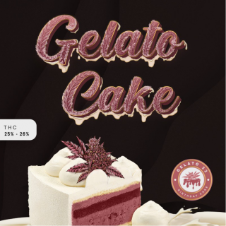 Gelato Cake - Féminisée - T H Seeds - Graines de Collection