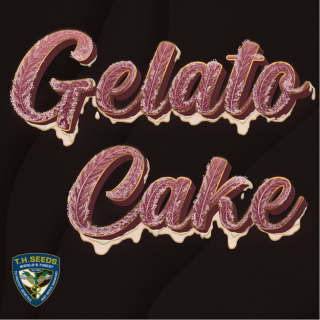 Gelato Cake - Féminisée - T H Seeds - Graines de Collection