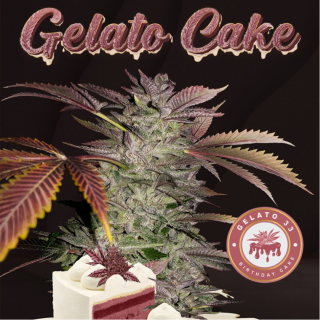 Gelato Cake - Féminisée - T H Seeds - Graines de Collection