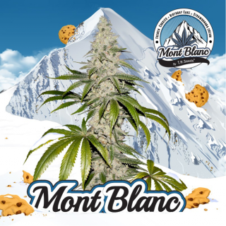 Mont Blanc - Féminisée - TH Seeds  Graines de Collection