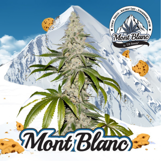 Mont Blanc - Féminisée - TH Seeds Graines de Collection