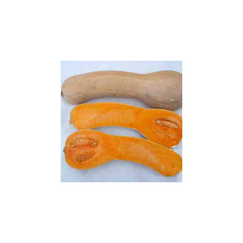 Courges en mélange - Kokopelli