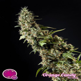 Orange candy philosopher seeds Graines de Collection