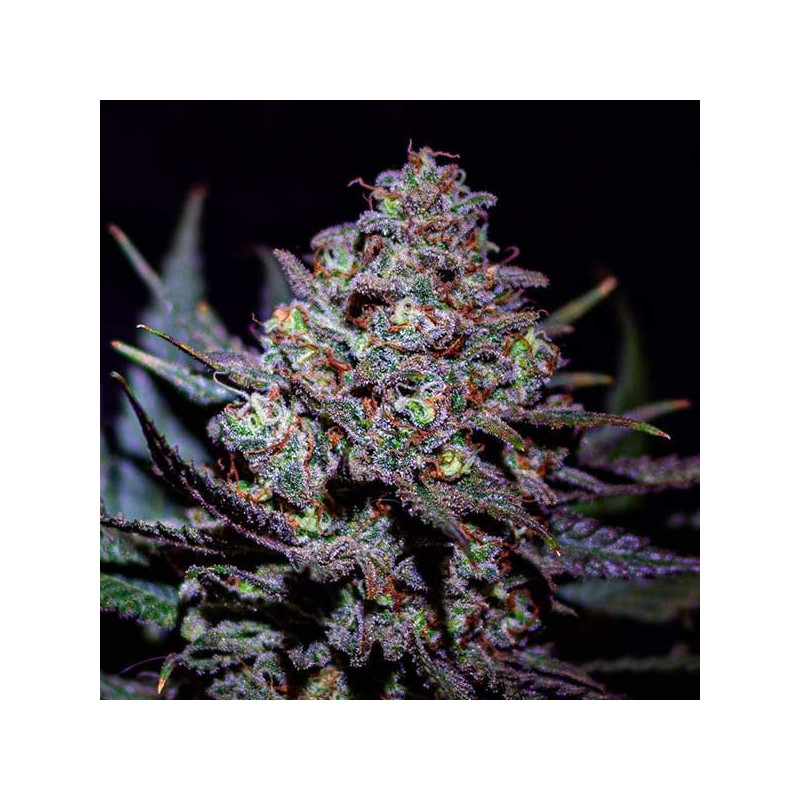 Critical Super Silver Haze - Féminisée - Delicious Seeds - Graines de Collection Critical Super Silver Haze - Féminisée - Delicious Seeds - Graines de Collection