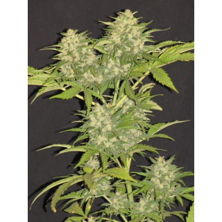 Critical Super Silver Haze - Féminisée - Delicious Seeds - Graines de Collection