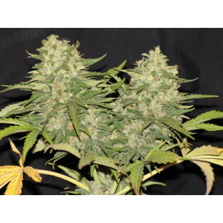 Critical Super Silver Haze - Féminisée - Delicious Seeds - Graines de Collection