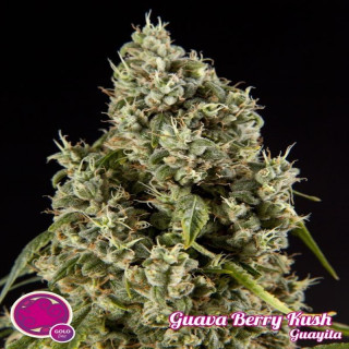 Guava berry kush guayita philosopher seeds Graines de Collection