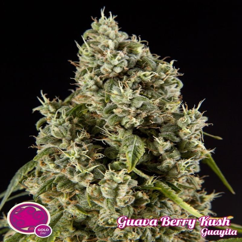 Guava berry kush guayita philosopher seeds