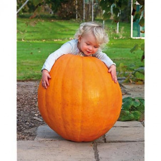Courge maxima big max - Kokopelli