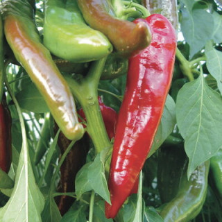 Piment peu fort de mi-saison Ortega - Kokopelli