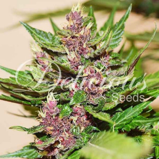 Dark Purple - Auto - Delicious Seeds - Graines de Collection