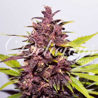 Dark Purple - Auto - Delicious Seeds - Graines de Collection