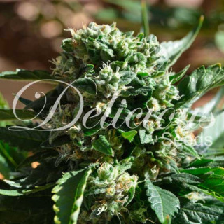 IL Diavolo - Autofloraison - Delicious Seeds