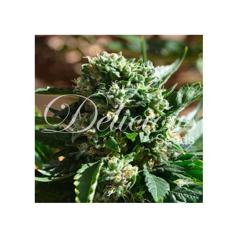 IL Diavolo - Auto - Delicious Seeds - Graines de Collection IL Diavolo - Auto - Delicious Seeds - Graines de Collection