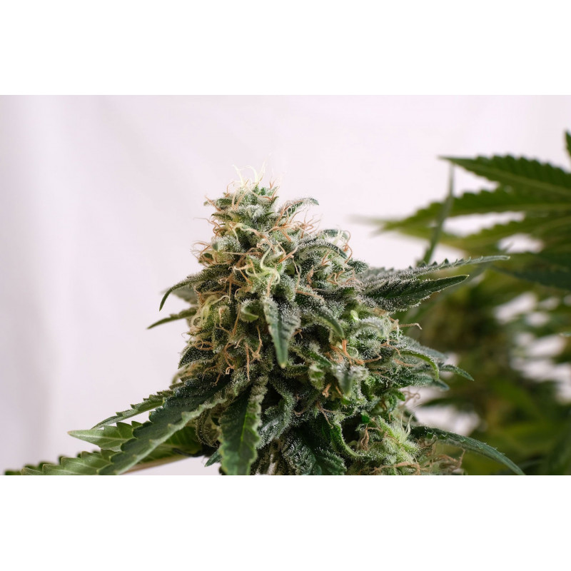 Amnesia Dream XL Auto - Kannabia Seed Company - Graines de Collection