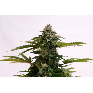 Amnesia Dream XL Auto - Kannabia Seed Company - Graines de Collection