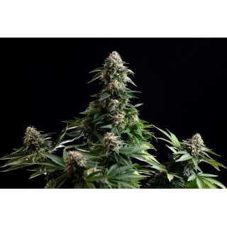 Amnesia Dream XL Auto - Kannabia Seed Company - Graines de Collection