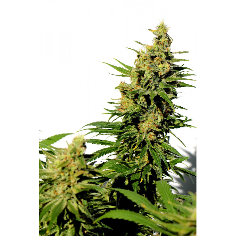 BCN Diesel CBD - Féminisée - Kannabia Seed Company - Graines de Collection BCN Diesel CBD - Féminisée - Kannabia Seed Company - Graines de Collection