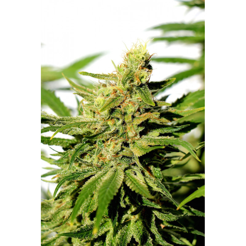 BCN Diesel CBD - Féminisée - Kannabia Seed Company - Graines de Collection BCN Diesel CBD - Féminisée - Kannabia Seed Company - Graines de Collection