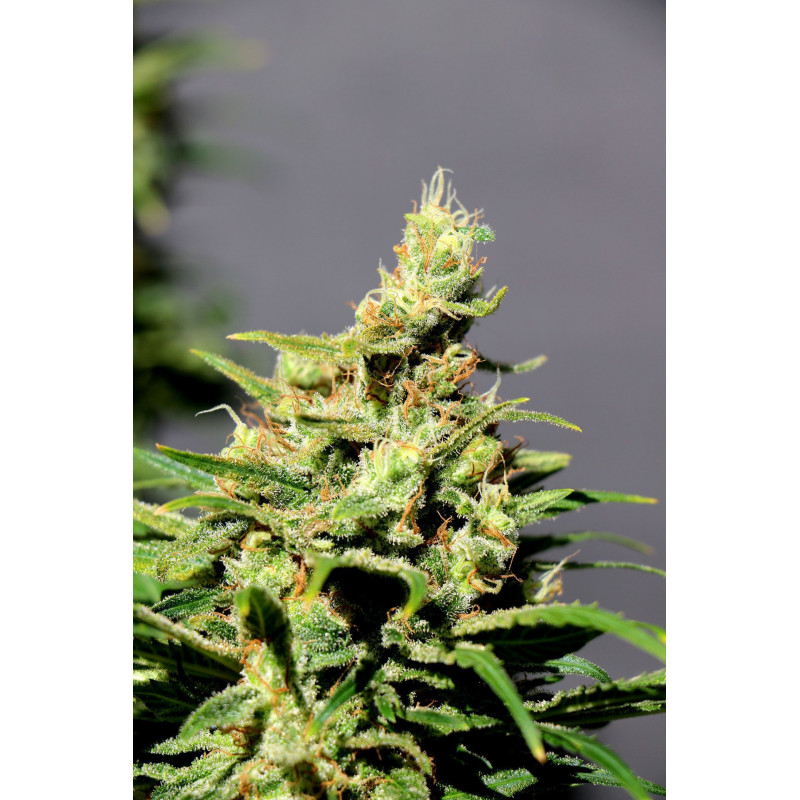 BCN Diesel CBD - Féminisée - Kannabia Seed Company - Graines de Collection BCN Diesel CBD - Féminisée - Kannabia Seed Company - Graines de Collection