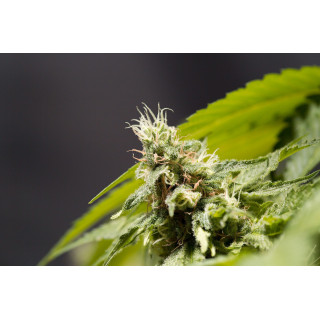 Big Bull - Féminisée - Kannabia Seed Company - Graines de Collection
