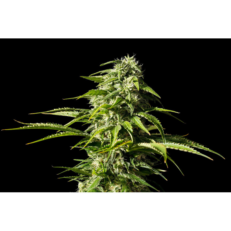 Big Bull - Féminisée - Kannabia Seed Company - Graines de Collection