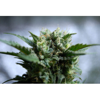 Gnomo - Auto - Kannabia Seed Company - Graines de Collection