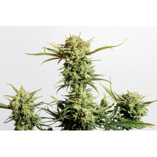 Gnomo - Auto - Kannabia Seed Company - Graines de Collection