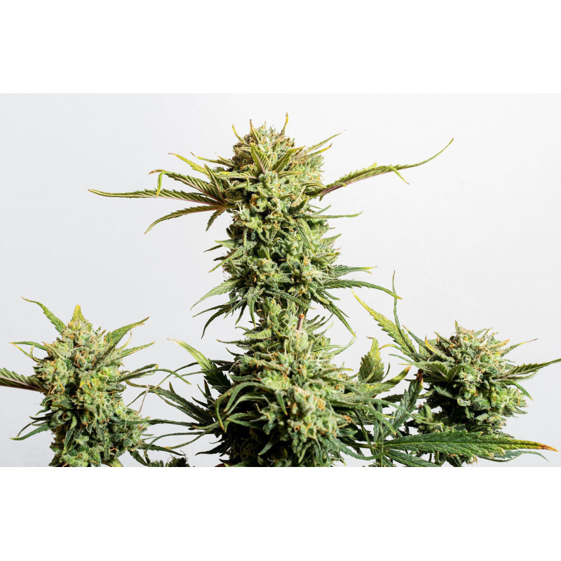 Gnomo - Auto - Kannabia Seed Company - Graines de Collection