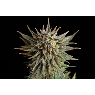 Gypsy Kush - Féminisée - Kannabia Seed Company - Graines de Collection