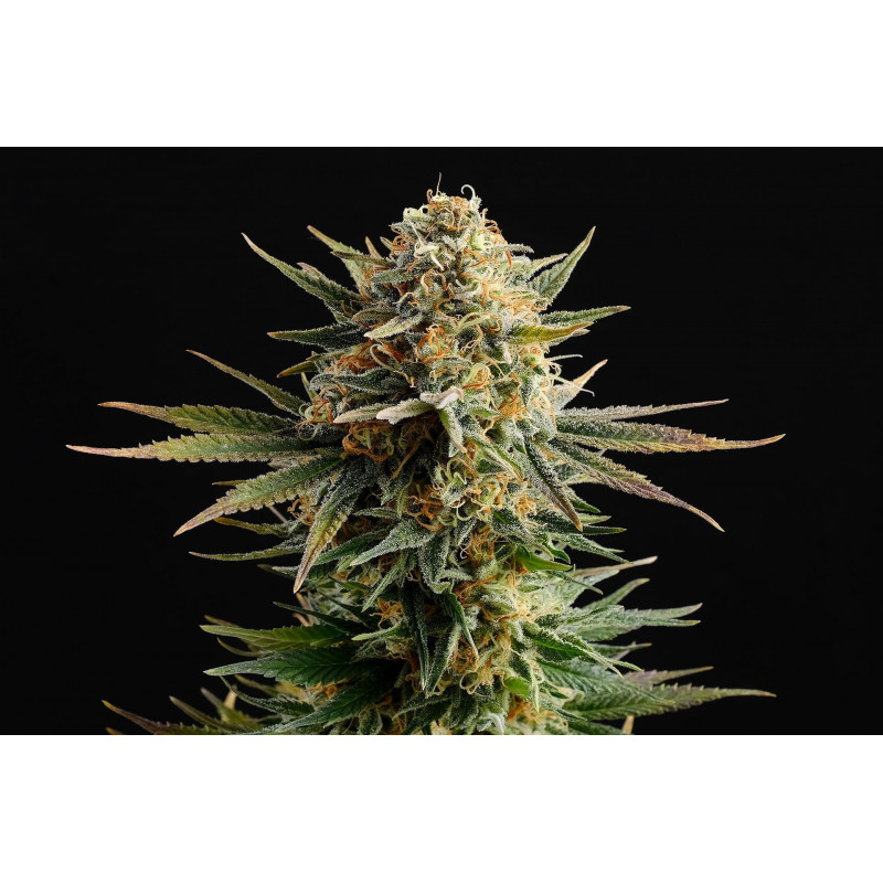 Gypsy Kush - Féminisée - Kannabia Seed Company - Graines de Collection