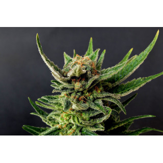 Gypsy Kush - Féminisée - Kannabia Seed Company - Graines de Collection